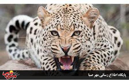 حمله پلنگ به زن ۳۸ ساله در بخش کاغذکنان شهرستان میانه