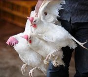کشف بیش ازیک هزار قطعه مرغ زنده فاقد مجوز در میانه