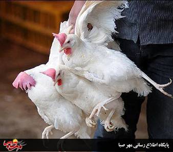 کشف بیش ازیک هزار قطعه مرغ زنده فاقد مجوز در میانه