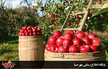 شهرستان میانه بیشترین تولید کننده سیب در استان/سیب آذربایجان شرقی در سبد میوه کشورهای آسیایی و اروپایی