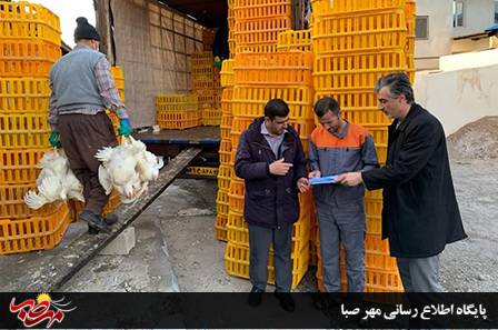 نظارت بر برداشت مرغ زنده در میانه با هدف کنترل قیمت مصوب