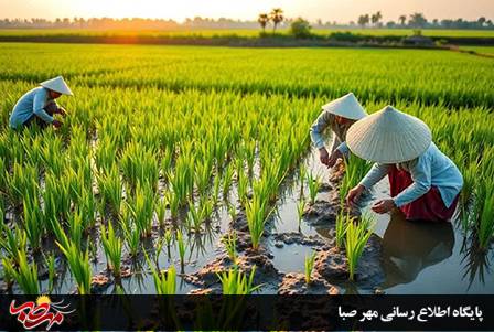 مدیر جهاد کشاورزی شهرستان میانه از آغاز بذرپاشی و عملیات خاکورزی در شالیزارهای میانه خبر داد