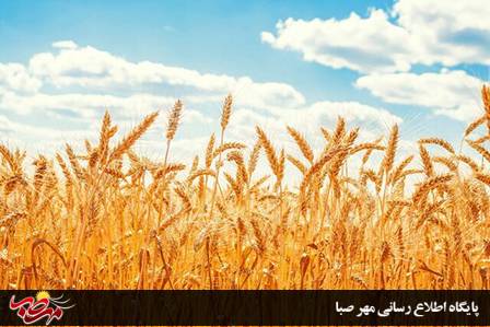 کسب جایگاه سوم آذربایجان شرقی در کشور در زمینه سطح کاشت گندم