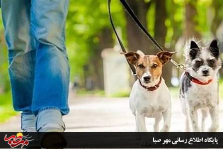 دادستان عمومی و انقلاب میانه از تشدید ممنوعیت سگ گردانی در میانه خبر داد