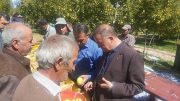 پیش بینی برداشت ۸۰ هزارتن سیب ممتاز از باغات شهرستان میانه
