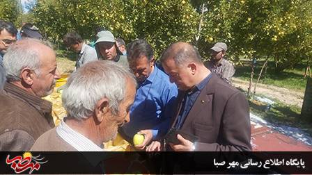 پیش بینی برداشت ۸۰ هزارتن سیب ممتاز از باغات شهرستان میانه