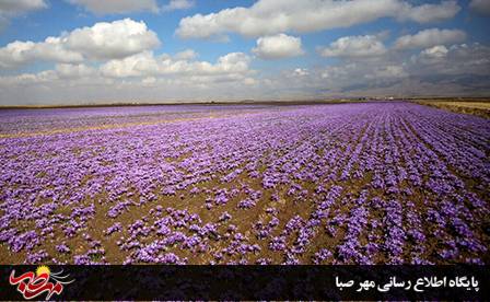 کشت زعفران در ۴۴۸ هکتار از اراضی کشاورزی آذربایجان‌شرقی