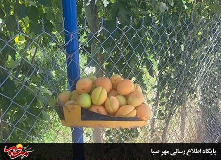 میوهٔ مهربانی در مسیر بناب؛ روایت باغداری که محصولش را پیشکش رهگذران می‌کند
