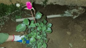 وقتی دانشجویان، یاد شهدا را به ریشه‌های زمین سپردند