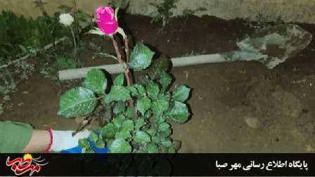 وقتی دانشجویان، یاد شهدا را به ریشه‌های زمین سپردند