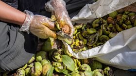 ضایعات باغی به داد صنعت نفت ایران رسید