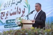 فرماندار ویژه میانه در جشن شکرگزاری برداشت برنج بر تثبیت الگوی کشت و حمایت از کشاورزان تأکید کرد